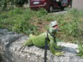 /album/leguan-feri-a-mala/feri-na-muriku-jpg/